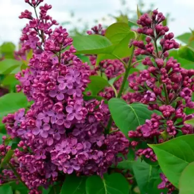 Сирень ЛЮДВИГ ШПЕТ в Жлобине