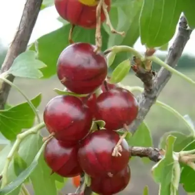 Смородина золотистая КЛЮКВЕННАЯ в Жлобине