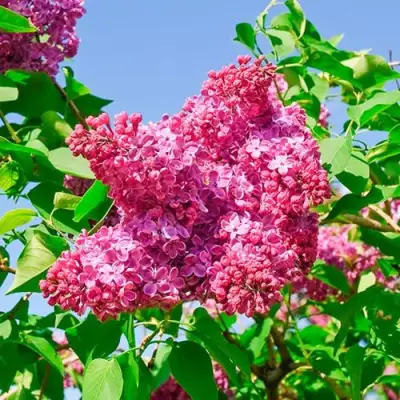 Сирень КРАСНАЯ МОСКВА в Жлобине