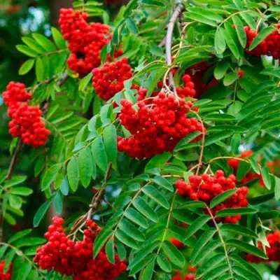 Рябина ПЛАКУЧАЯ сладкоплодная в Жлобине