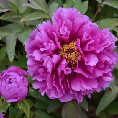 Пион ЛИЛОВАЯ ФАНТАЗИЯ древовидный в Жлобине