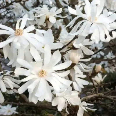 Магнолия РОЯЛ СТАР в Жлобине