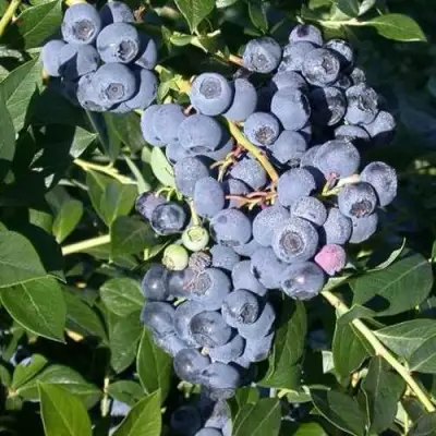 Голубика БОНУС в Жлобине