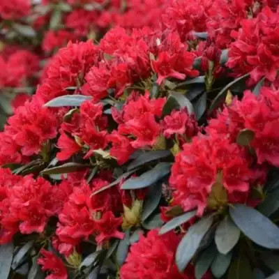 Рододендрон БУЗУКИ в Жлобине