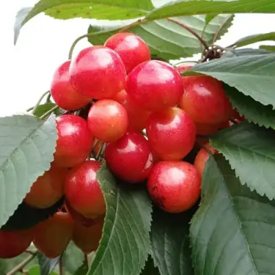 Черешня ГАСТИНЕЦ в Жлобине