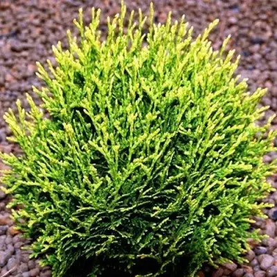 Туя ВОТЕРФИЛД западная в Жлобине