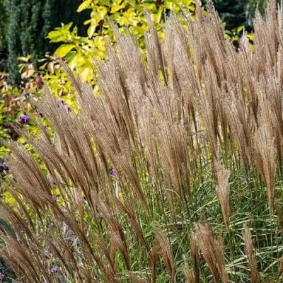 Мискантус КЛЯЙН СИЛЬБЕРСПАЙН китайский  в Жлобине