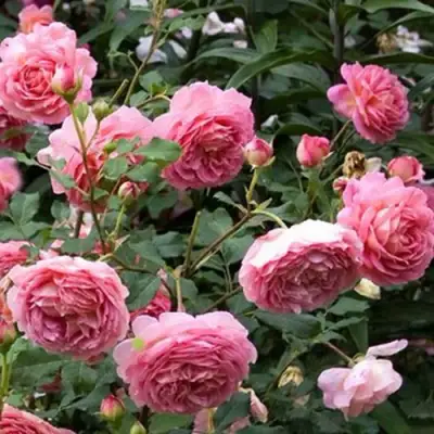 Роза ДЖУБИЛИ СЕЛЕБРЕЙШН английская в Жлобине