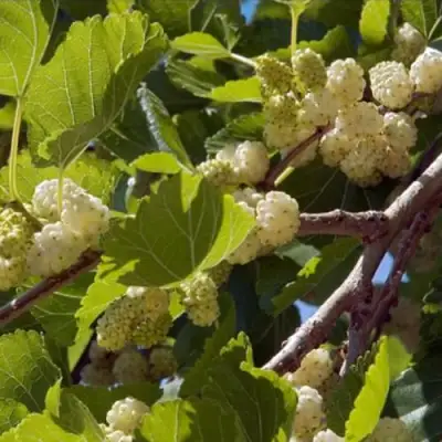 Шелковица БЕЛАЯ АЛЬБА в Жлобине