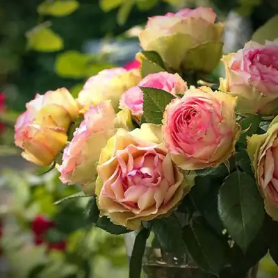 Роза ПИТАХАЙЯ чайно-гибридная в Жлобине