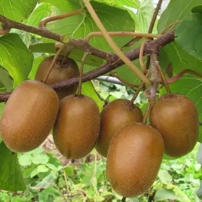 Актинидия ХЕЙВАРД киви в Жлобине