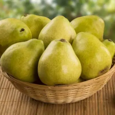 Груша ВИЛИЯ в Жлобине
