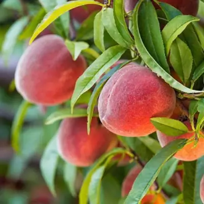 Персик РЕД ХЕВЕН в Жлобине