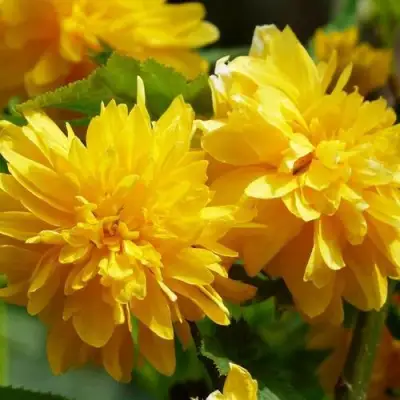 Керрия японская АУРЕОВАРИЕГАТТА в Жлобине