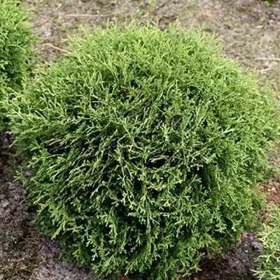 Туя ТИНИ ТИМ западная в Жлобине