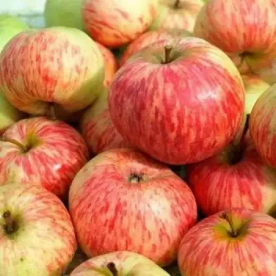 Яблоня РАНЕТКА (КОРОБОВКА) в Жлобине