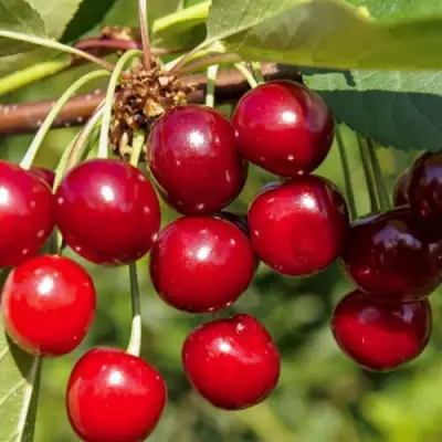 Вишня ЛЮБСКАЯ в Жлобине