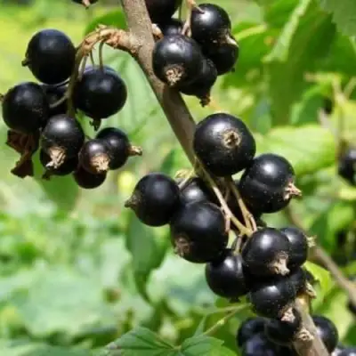 Смородина черная ВОЛОГДА в Жлобине