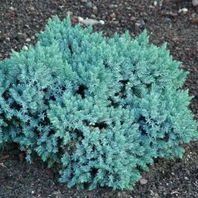 Можжевельник БЛЮ СТАР чешуйчатый в Жлобине