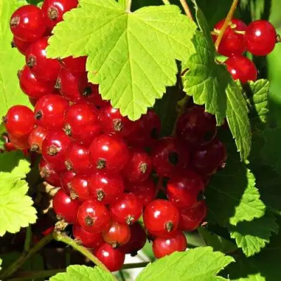 Смородина красная ГАЗЕЛЬ в Жлобине