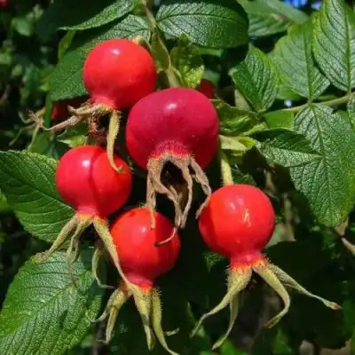 Шиповник ВИТАМИННЫЙ ВНИВИ в Жлобине