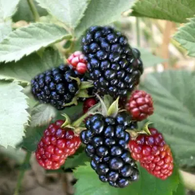 Ежевика ОРКАН бесшипная  в Жлобине