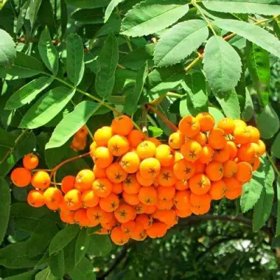 Рябина ДИРКЕНИ ЖЁЛТАЯ  сладкоплодная в Жлобине