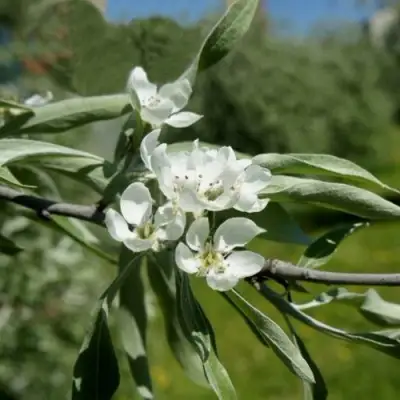 Груша ИВОЛИСТНАЯ в Жлобине