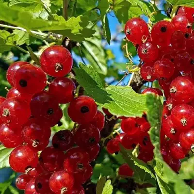 Смородина красная НЕНАГЛЯДНАЯ в Жлобине