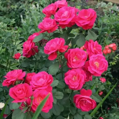 Роза ДЖОРДЖ ВАНКУВЕР флорибунда в Жлобине