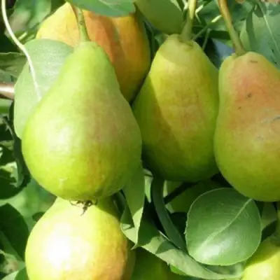 Груша ЛИРА в Жлобине