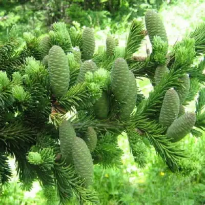 Пихта белая в Жлобине