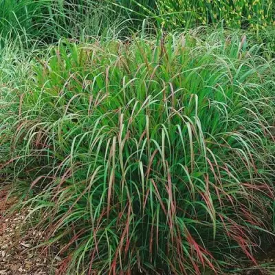 Просо РЕБРАУН прутьевидное в Жлобине