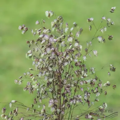 Трясунка средняя в Жлобине