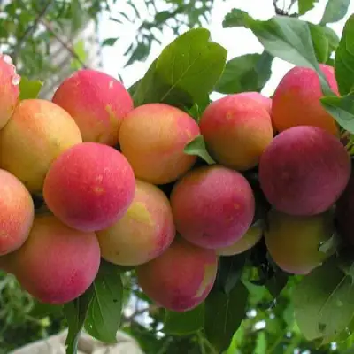 Слива СКОРОПЛОДНАЯ в Жлобине