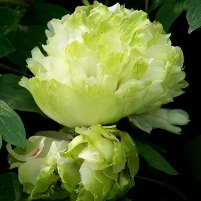 Пион ЗЕЛЕНЫЙ ШАР древовидный в Жлобине