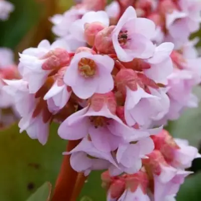 Бадан БЭБИ ДОЛЛ в Жлобине