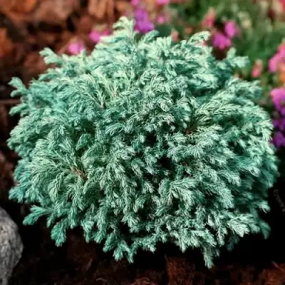 Кипарисовик БЕБИ БЛЮ горохоплодный в Жлобине