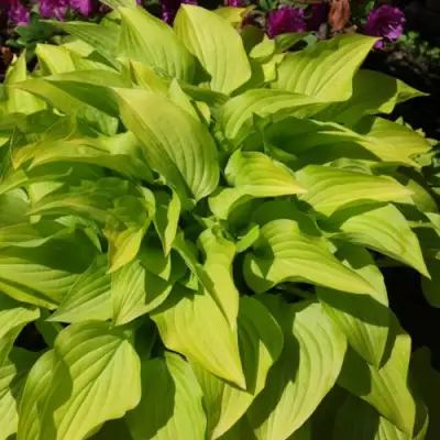 Хоста ХИДОН САНСЕТ в Жлобине