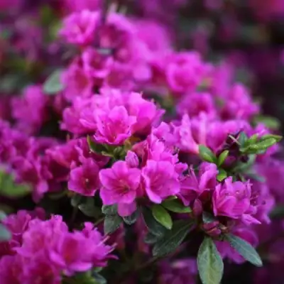 Азалия ГЕЙША ПЕРПЛ японская в Жлобине