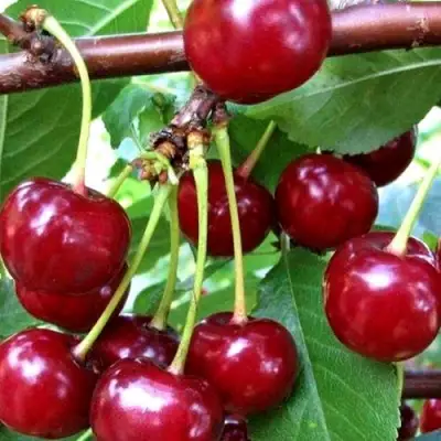 Дюк ШПАНКА ДОНЕЦКАЯ в Жлобине