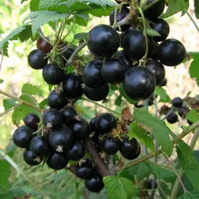 Смородина чёрная ШАРОВИДНАЯ в Жлобине