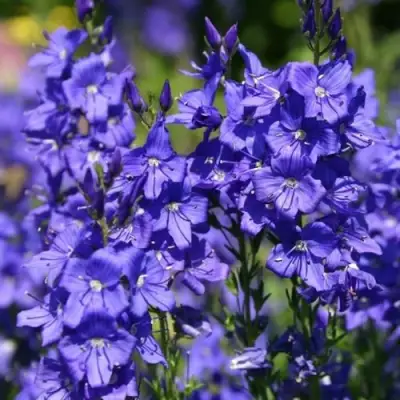 Вероника австрийская в Жлобине