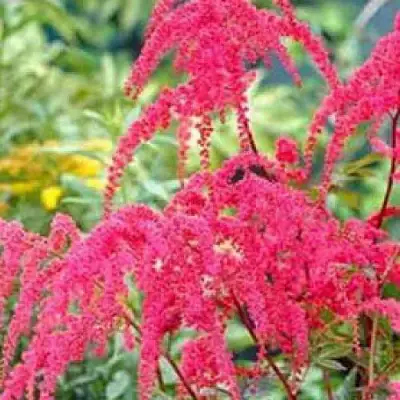 Астильба РЕД ЧАРМ Арендса в Жлобине