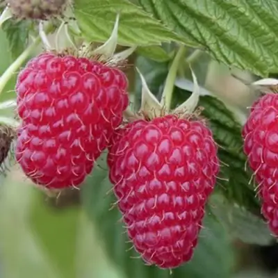 Малина ТУЛАМИН в Жлобине