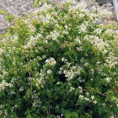 Стефанандра КРИСПА надрезаннолистная в Жлобине