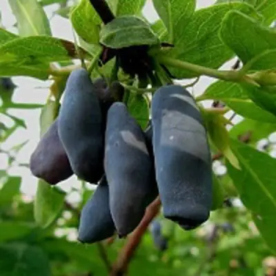 Жимолость съедобная ЧУЛЫМСКАЯ в Жлобине