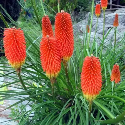 Книфофия БЕНГАЛ ФАЕР гибридная в Жлобине