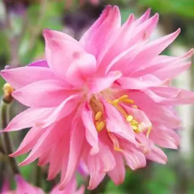 Аквилегия БАРЛОУ ПИНК гибрид МакКаны в Жлобине