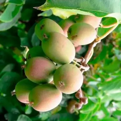 Актинидия ГИБРИДНАЯ КОЛБАСИНОЙ в Жлобине